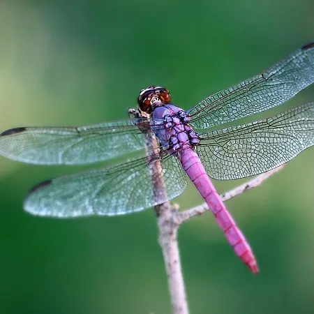 Dragonfly *