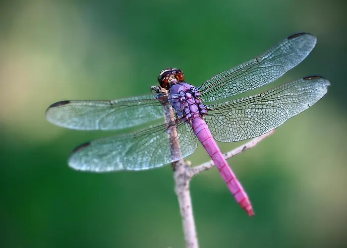 Dragonfly *